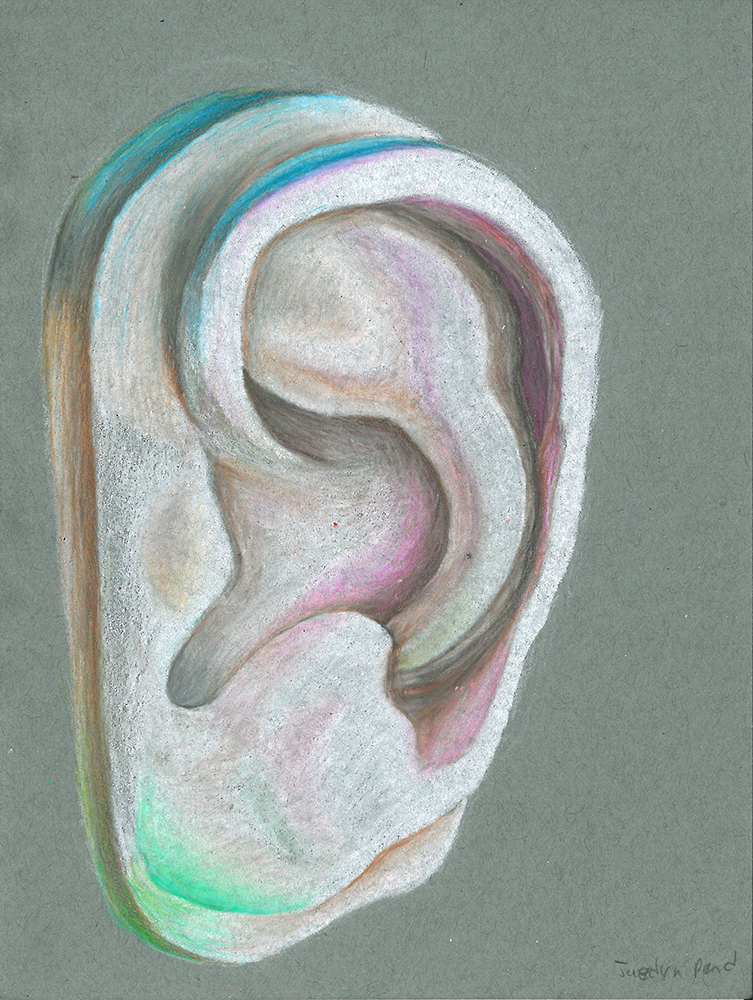 Drawing 2 Color Still Life Ear