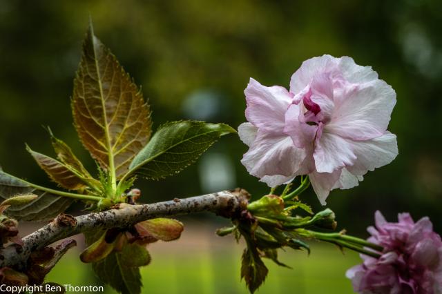 Flowering Kwanzan Cherry