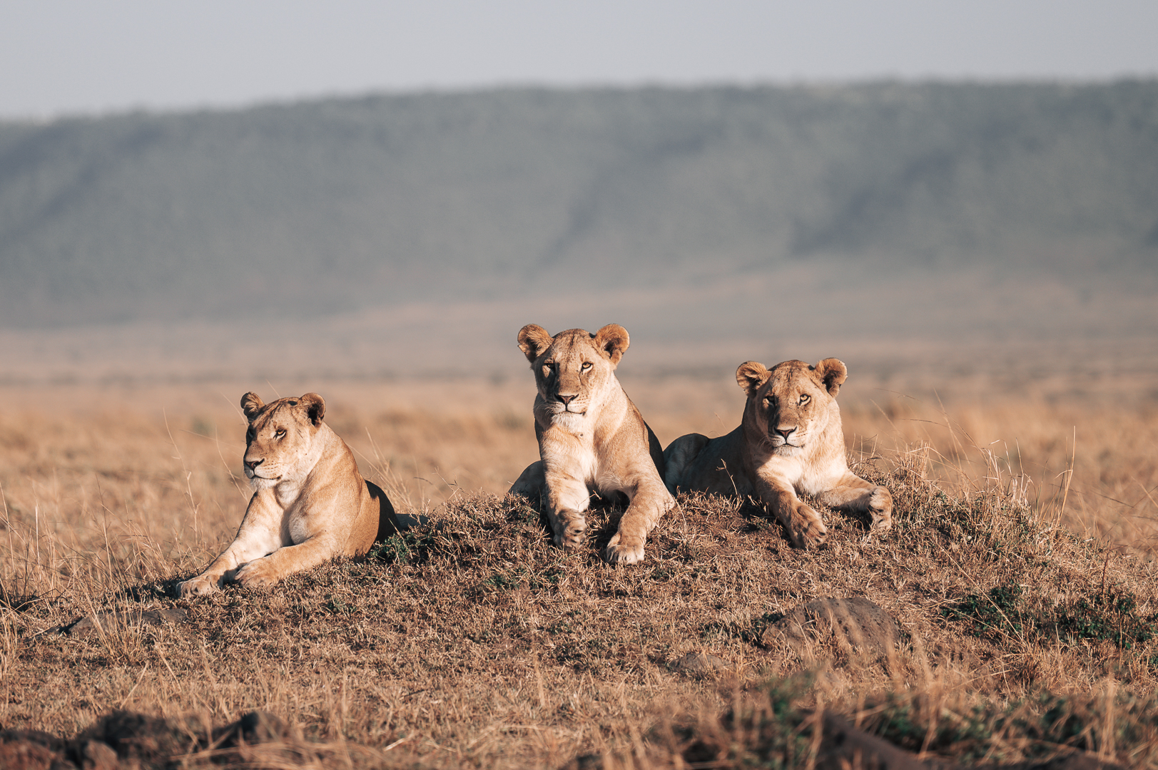 Three lions laying down