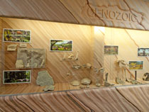 fossils on the wall