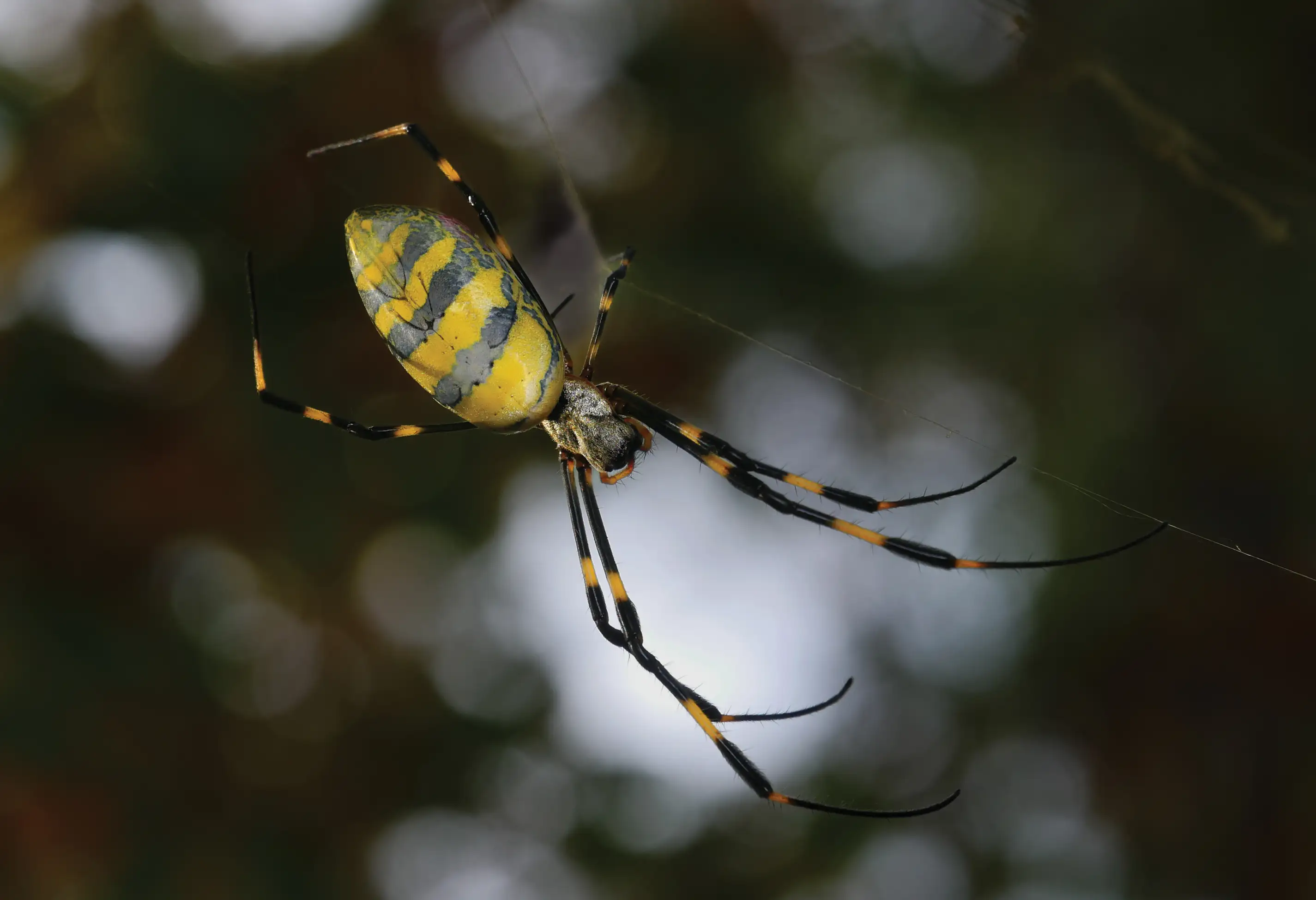 Colorful yellow, silver, and black Joro spider on its web