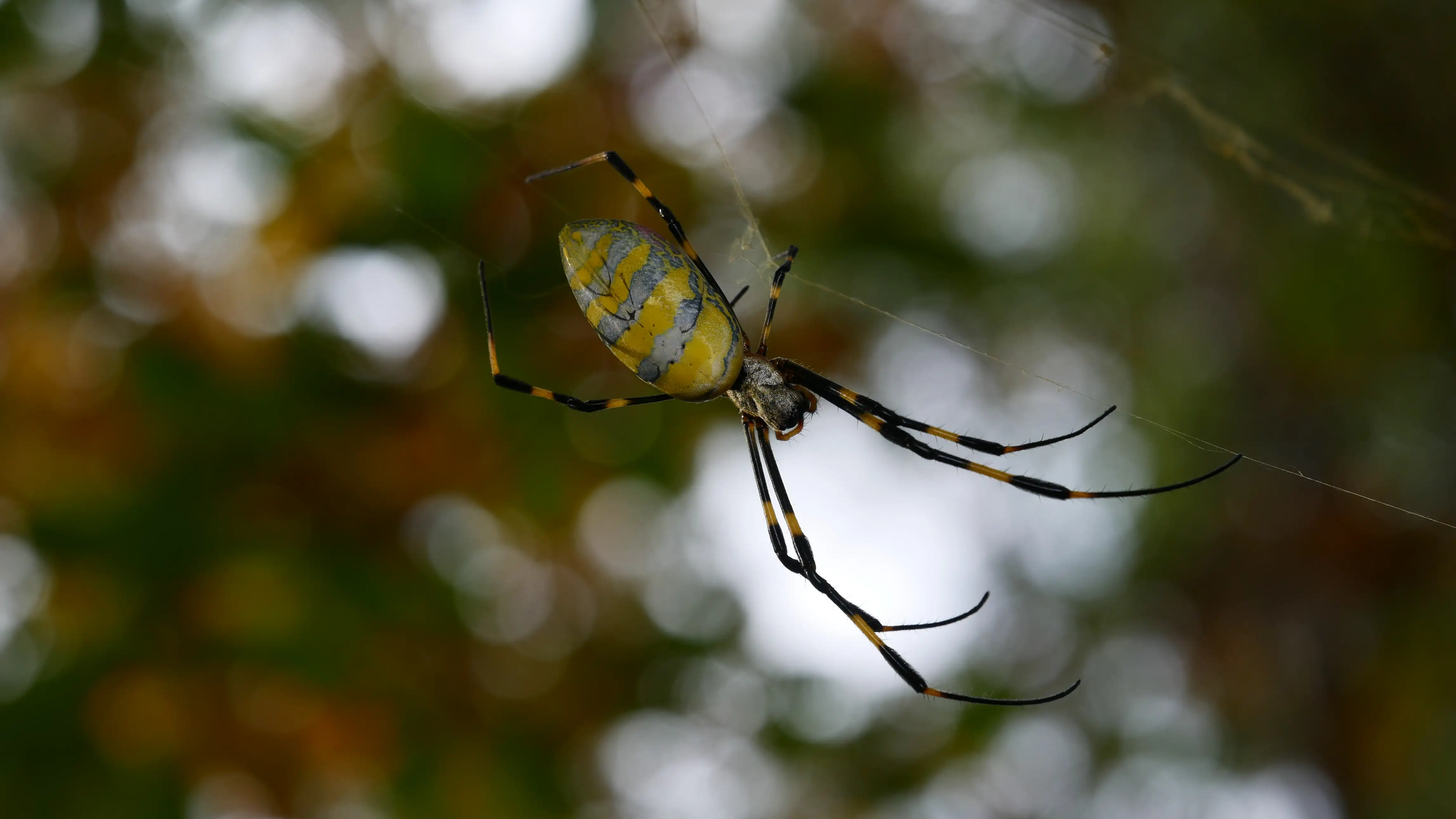 Southern Professor Calls For Help In Spotting Invasive Spider