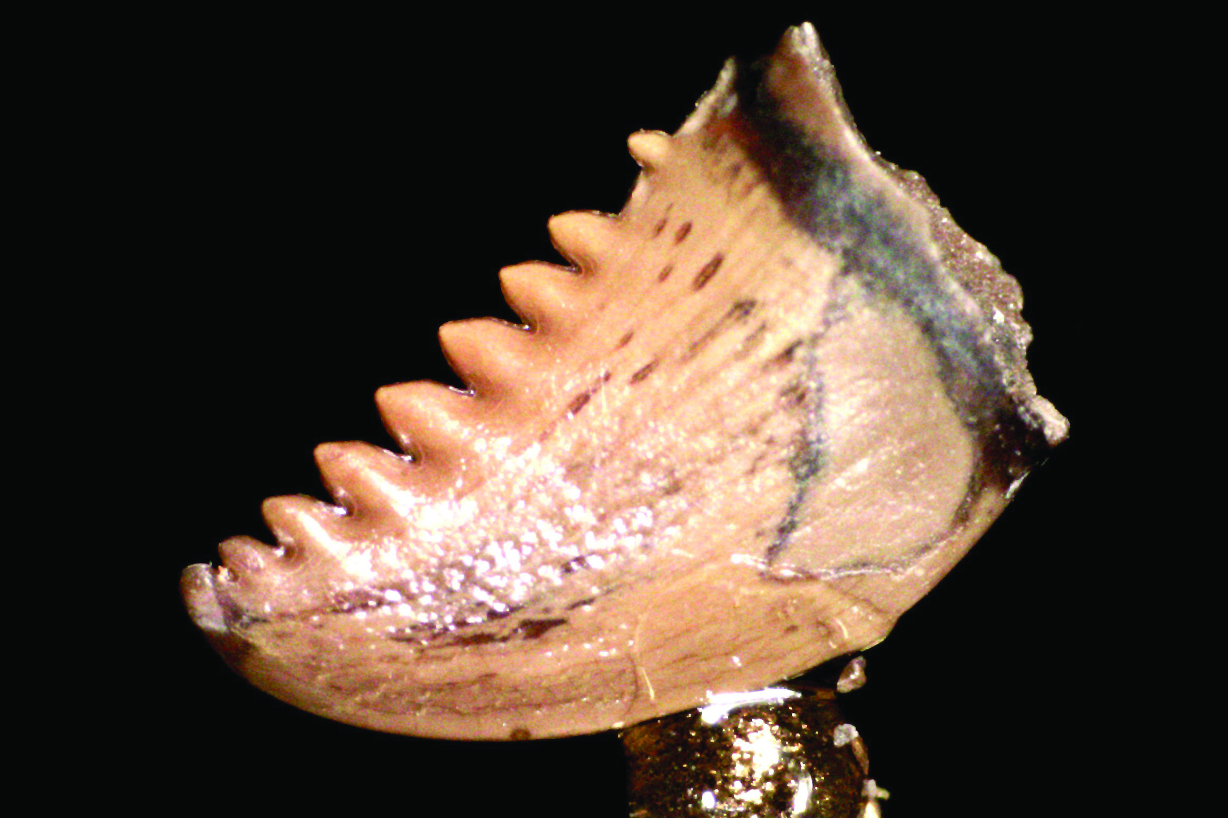 Southern Teaches AI To Classify Dinosaur Teeth